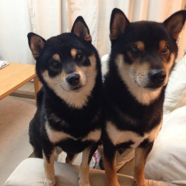 快刀斩乱麻,广厦闪电战击溃雷霆,切特从期待到主宰的蜕变之路