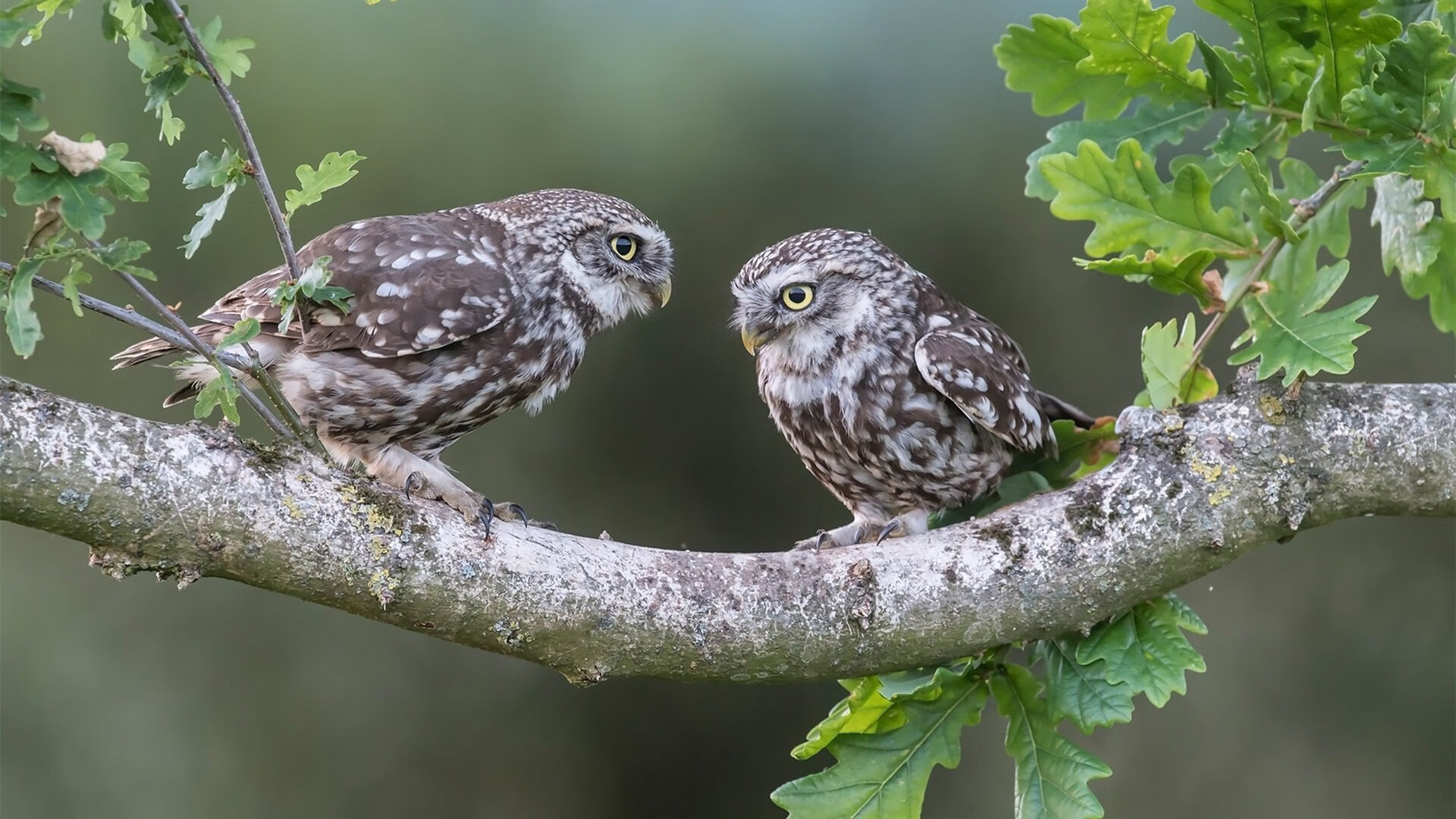 欧冠淘汰赛之夜,第3分11秒,乔治让整个欧洲陷入寂静