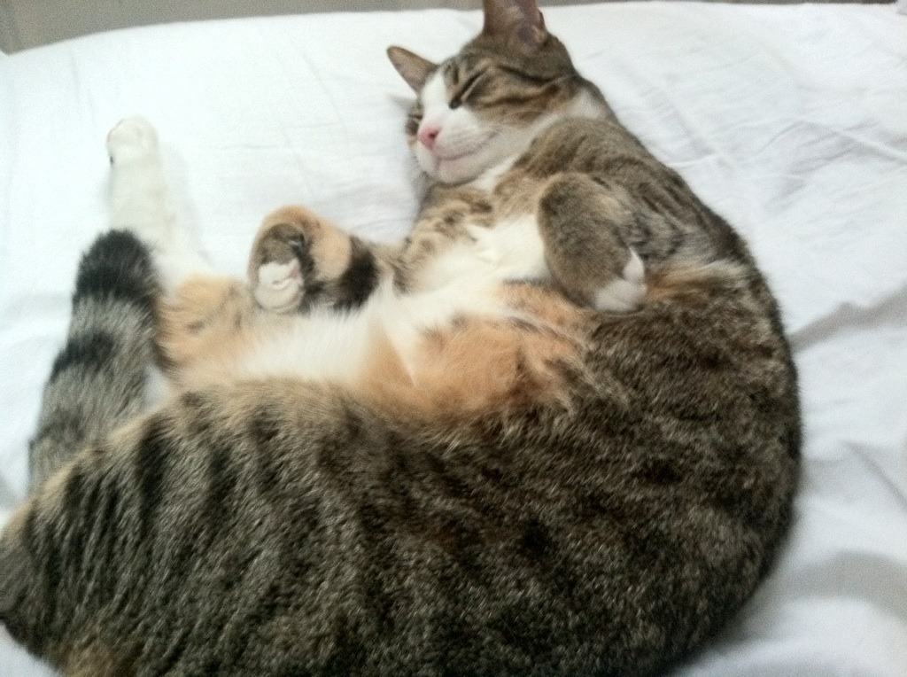 跨界辉煌,澳大利亚足球晋级夜,贝林厄姆篮球总决赛传奇