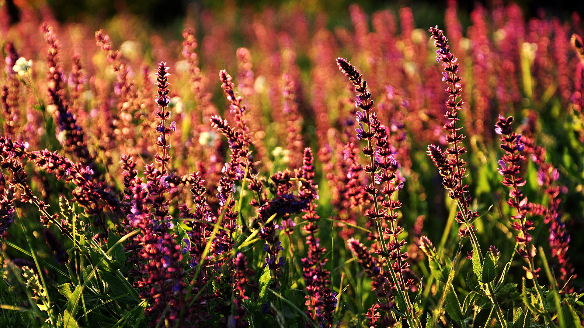佩德里光芒四射,几内亚与塞维利亚激战中的中场大师
