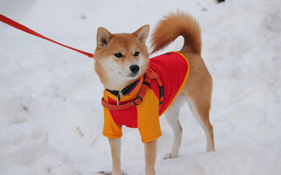 杜兰特绝命三分,广厦终结雷霆的夜晚,英雄在寂静后归来