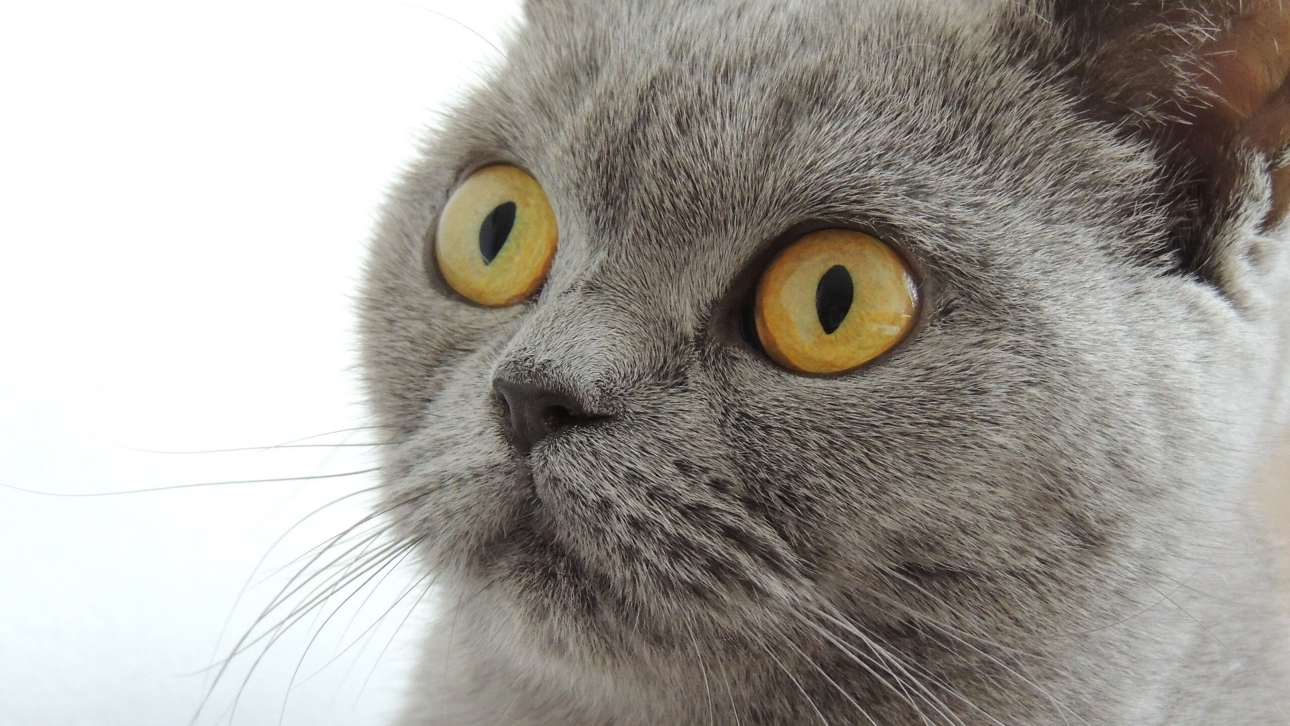 北京队强行终结火箭,范弗利特冠军级表现铸就经典对决