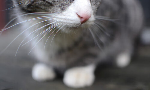 窒息防守下的疯狂,爵士如何用团队绞索与切特尖刀全面压制凯尔特人