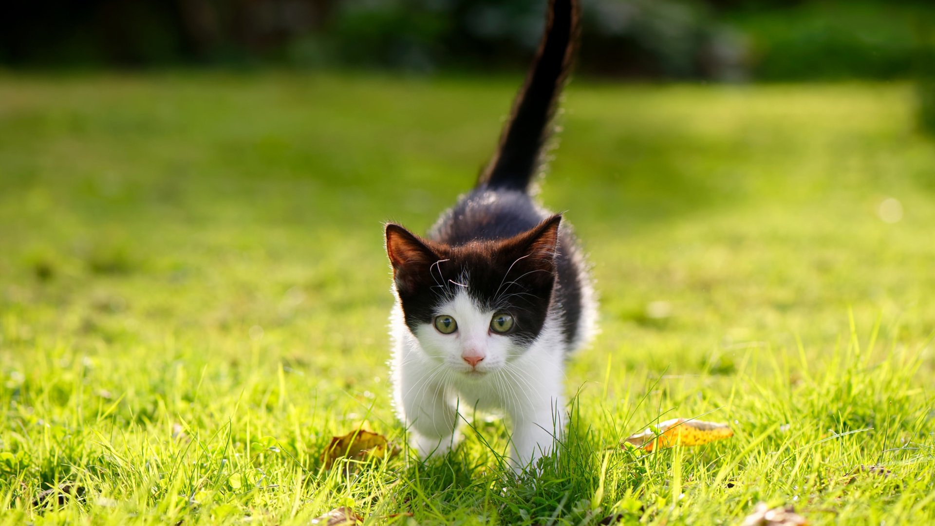 巴萨强势晋级那不勒斯,基米希奥运关键战接管比赛,绿茵场上的双重奏鸣