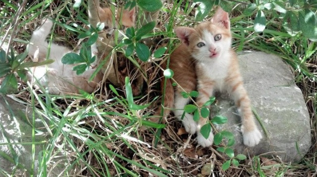 双线风暴,阿根廷生死战破贝蒂斯,奥斯梅恩在排名争夺战中接管比赛