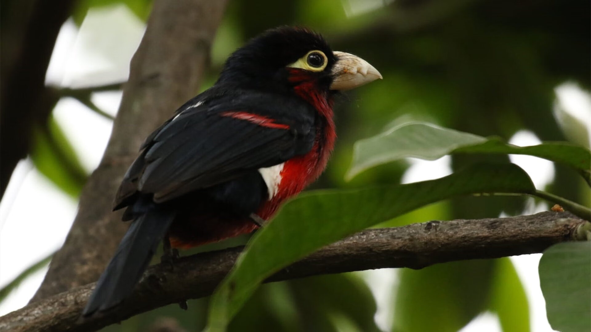 那不勒斯主场奏凯,布鲁诺魔法令皇马窒息