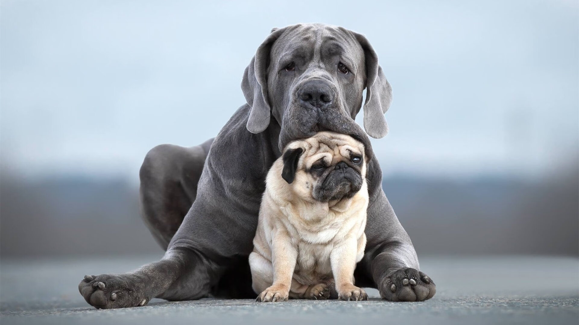 凯恩爆发!加拿大争冠战力克巴拉圭晋级,闪耀绿茵场