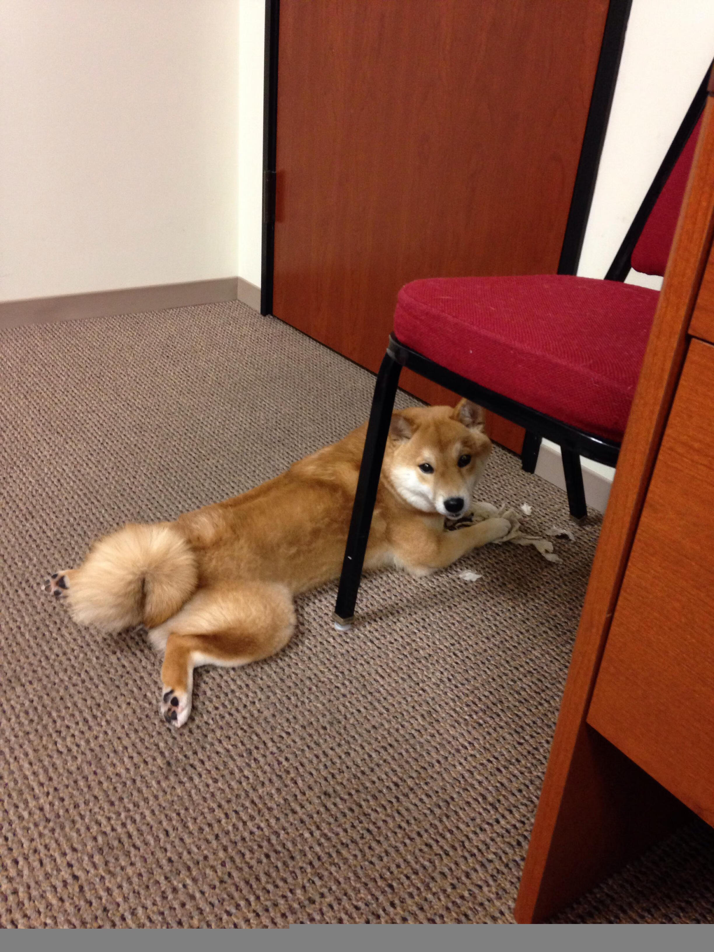 从非洲草原到费城之巅,西亚卡姆一夜间让全美闭嘴