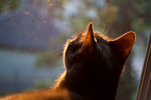 从非洲草原到费城之巅,西亚卡姆一夜间让全美闭嘴